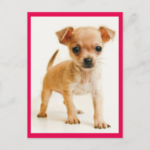 Cartão Postal Love Chihuahua Puppy Dog Posta Card