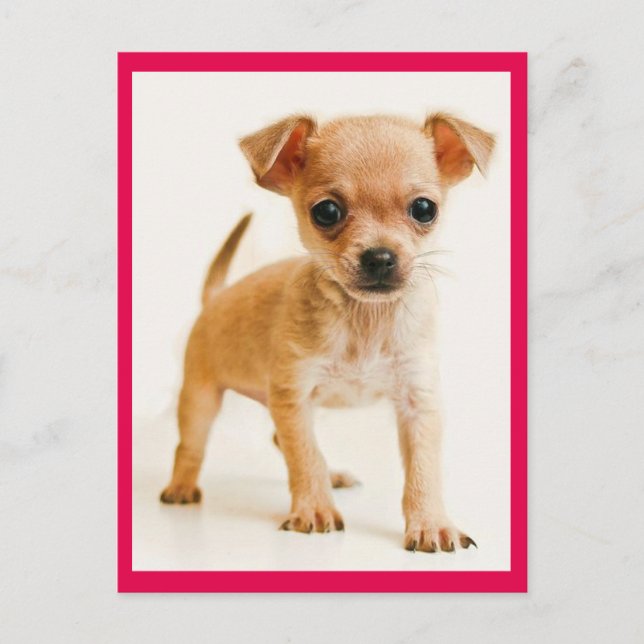 Cartão Postal Love Chihuahua Puppy Dog Posta Card (Frente)