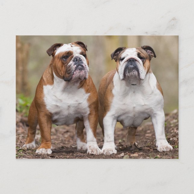 Cartão Postal Love English Bulgue Puppy Dog Posta Card (Frente)