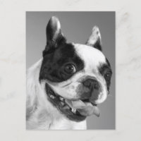 Love French Buldogue Puppy Dog Posta Card