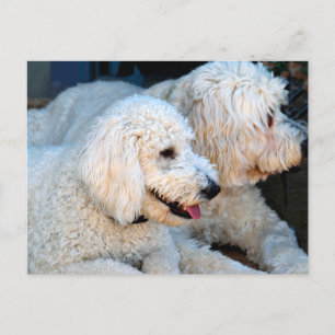 Cartão Postal Love Goldendoodles