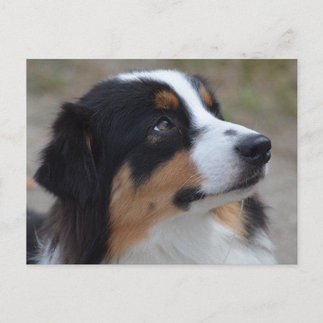Cartão Postal Loveable Australian Shepherd (Frente)