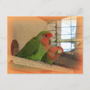 Cartão postal Lovebird