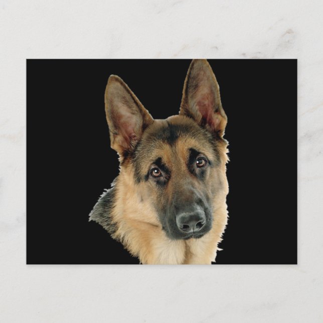 Cartão Postal Loved & Protected By A German Shepherd (Frente)