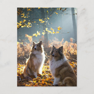 Cartão Postal Lovely Collie Dog