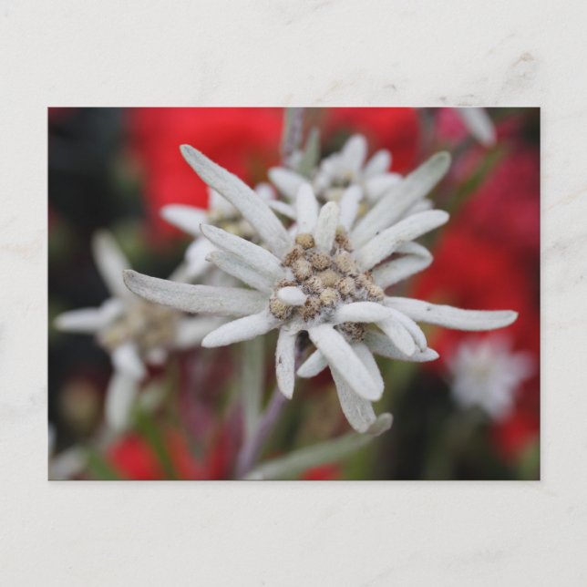 Cartão Postal Lovely Edelweiss Leontopodium nivale (Frente)
