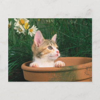 Cartão Postal Lovely Kitten 54