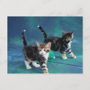 Cartão Postal Lovely Kitten 61