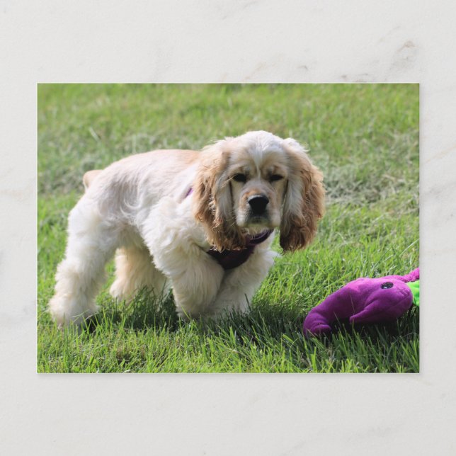 Cartão Postal Lovely Luna (Frente)