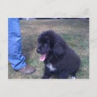 Lovely Newfie (raça de cães da Terra Nova)