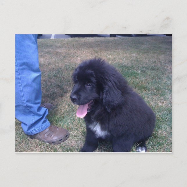 Cartão Postal Lovely Newfie (raça de cães da Terra Nova) (Frente)