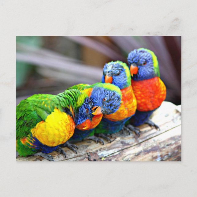 Cartão Postal Lovey-Dovey Parrots (Frente)