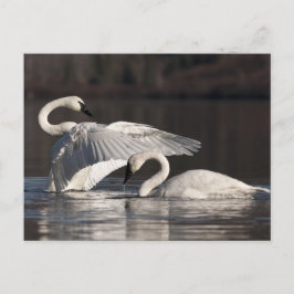 Cartão Postal Loving Swans