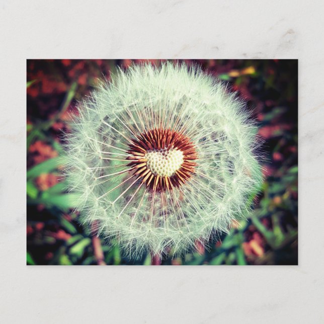 Cartão Postal Löwenzahn (Frente)