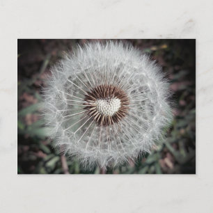 Cartão Postal Löwenzahn
