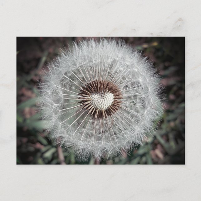 Cartão Postal Löwenzahn (Frente)