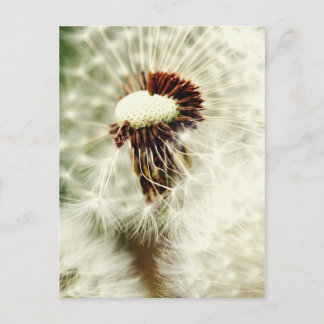 Cartão Postal Löwenzahn 2012