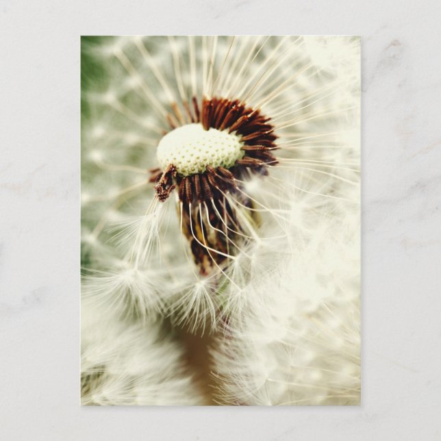 Cartão Postal Löwenzahn 2012 (Frente)