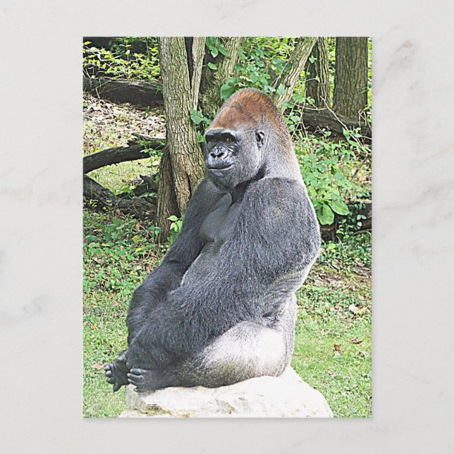Cartão Postal Lowland Gorilla in Sitting Pose (Frente)