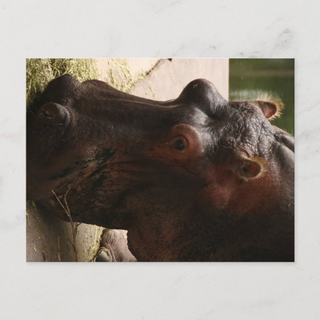 Cartão Postal Lu (Frente)