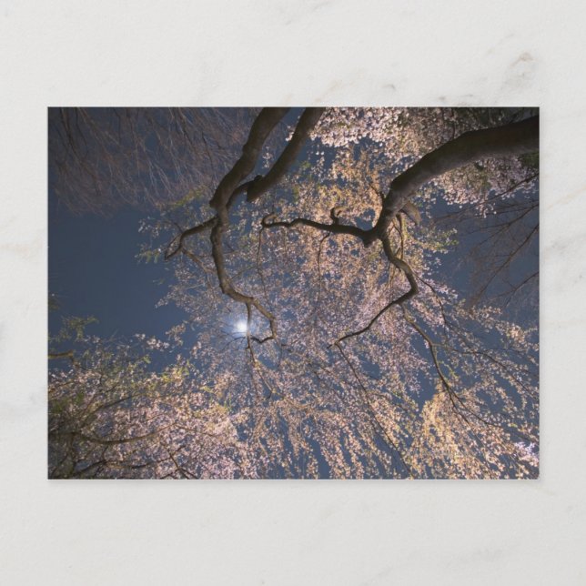 Cartão Postal Lua Sobre Flores De Cereja (Frente)