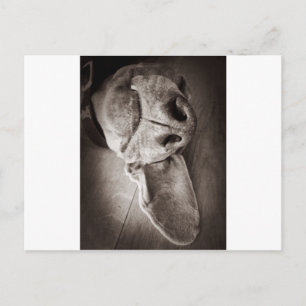 Cartão Postal Lucca