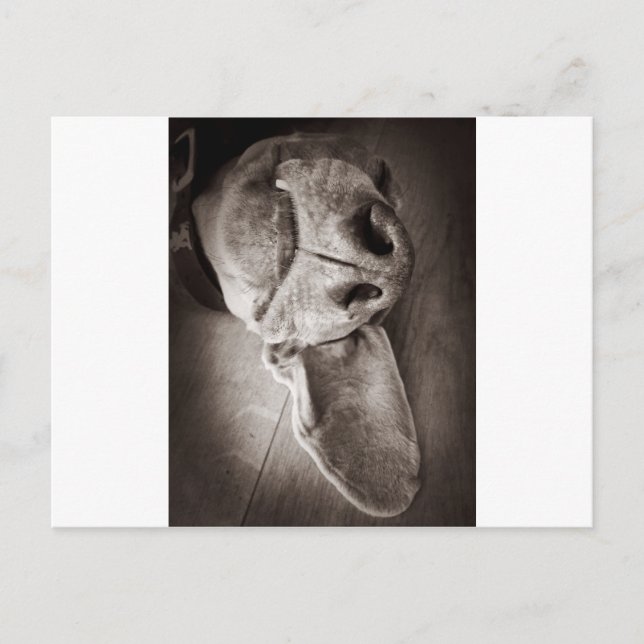 Cartão Postal Lucca (Frente)