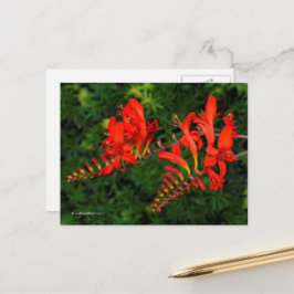 Cartão Postal Lúcifer Coppertips Flowers da Crocosmia Vermelha