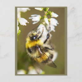 Cartão Postal Lucky Bee