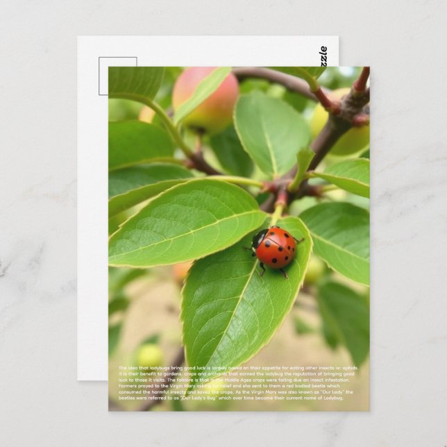 Cartão Postal Lucky Ladybug  (Frente/Verso)