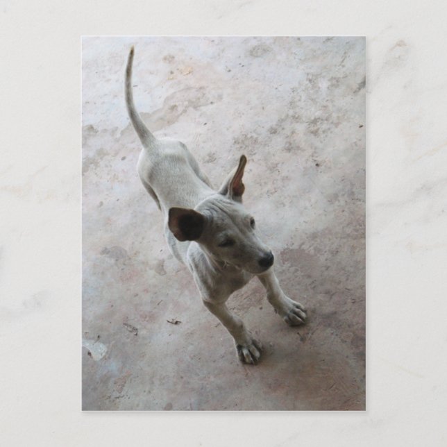 Cartão Postal Luk Maa... Tailandês Soi Puppy Dog (Frente)