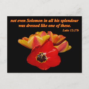 Cartão Postal luke 12:27b e tulipas brilhantes