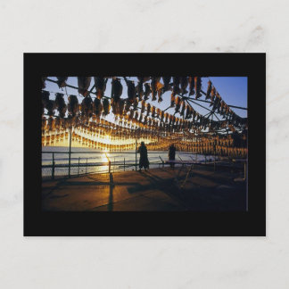 Cartão Postal Lula de Secagem