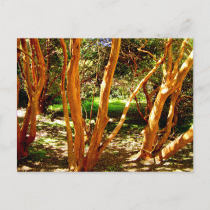 Cartão Postal Luma apiculata, Chile