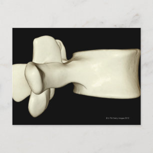 Cartão Postal Lumbar Vertebra