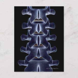 Cartão Postal Lumbar Vertebra 2