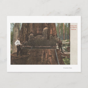 Cartão Postal Lumberjacks cortando uma árvore Sequoia