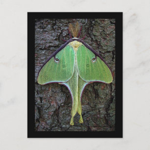 Cartão Postal Luna Moth