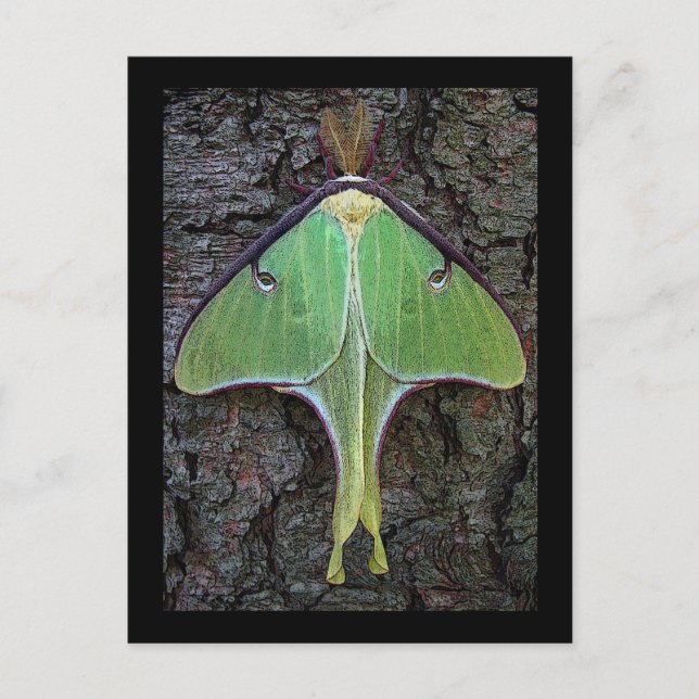 Cartão Postal Luna Moth (Frente)
