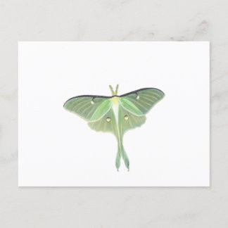 Cartão Postal Luna Moth