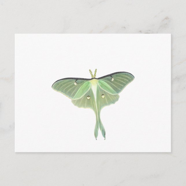Cartão Postal Luna Moth (Frente)
