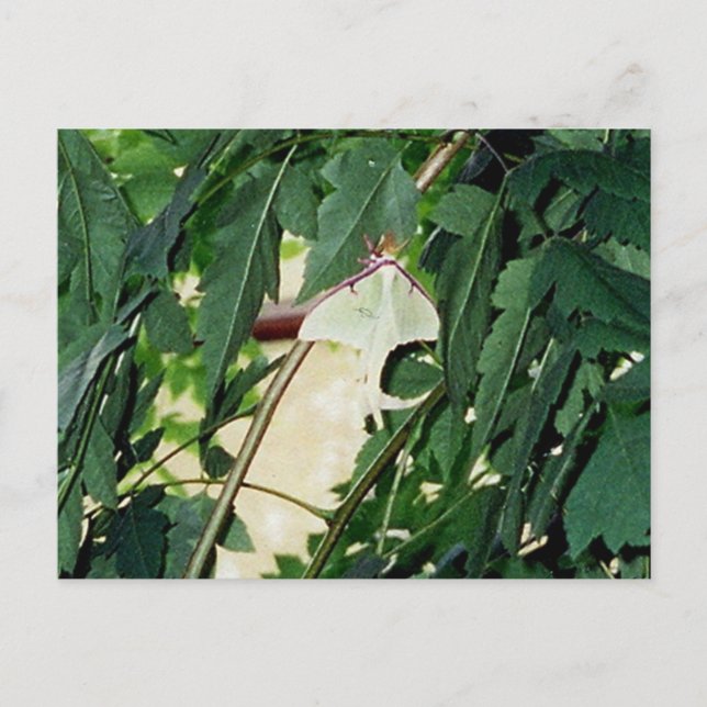 Cartão Postal Luna Moth (Frente)