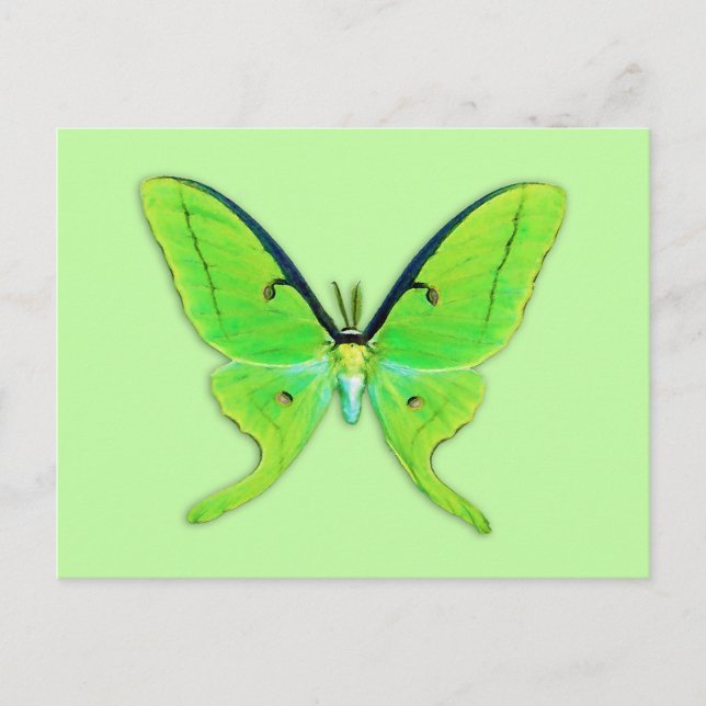 Cartão Postal Luna moth com um fundo verde pálido (Frente)