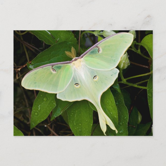 Cartão Postal Luna Moth sobre Carnaby Clematis (Frente)