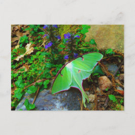 Cartão Postal Luna Mth Verde
