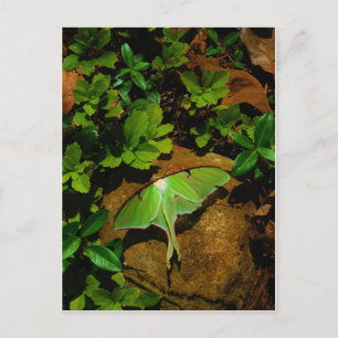 Cartão Postal Luna verde-gigante