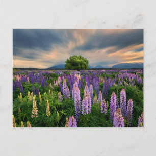 Cartão Postal Lupin Field in New Zealand