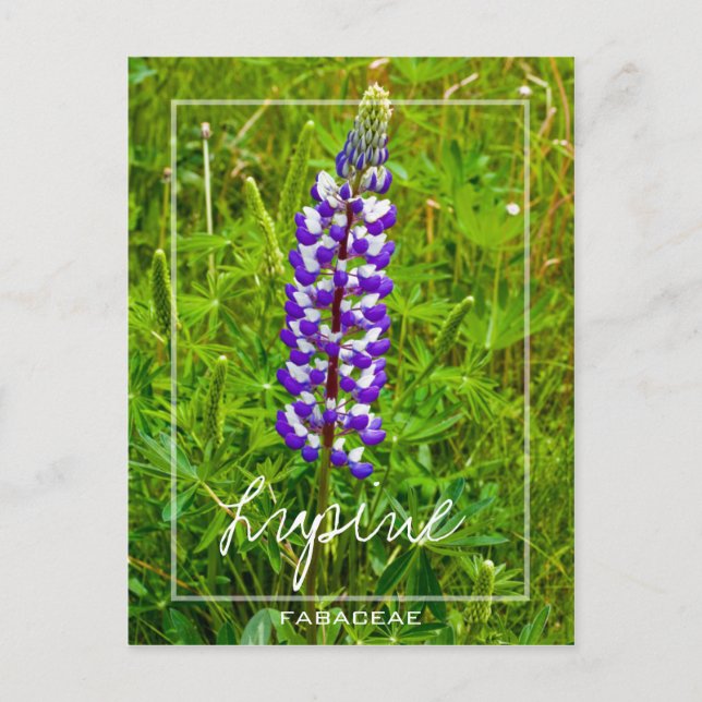 Cartão Postal Lupina Púrpura E Branca | Lupina | Lupinus Flower (Frente)