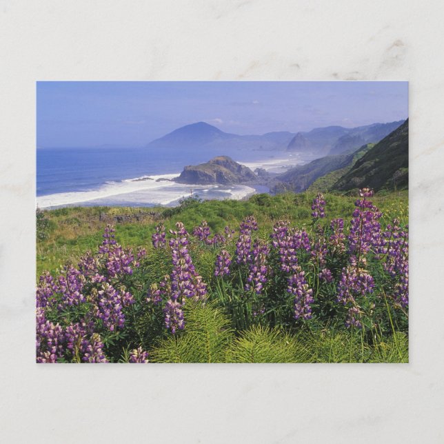Cartão Postal Lupine flowers and rugged coastline along (Frente)