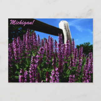 Cartão Postal Lupine Garden